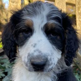 Boy 3 - Aussiedoodle puppy from Silvercreek Aussies and doodles