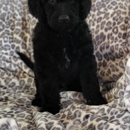 Labradoodle Puppies from Caldron Falls Doodles and Poodles