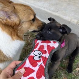 Belgian Malinois and German Shepherd Puppies from Sun Valley Malinois