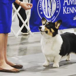 Chuffy - Pembroke Welsh Corgi
