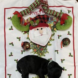 Girl 1 - Black and white Portuguese Water Dog puppy in Illinois from Pastor dePeixes
