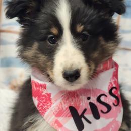 Bella - Black and white female Shetland Sheepdog puppy in Conway, Missouri from Brooks's little darlings