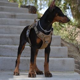Doberman Pinscher Puppies from Obsidian Kennels