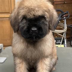Bouvier des Flandres Puppies from SLR Kennels