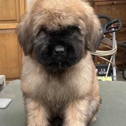 Bouvier des Flandres Puppies from SLR Kennels