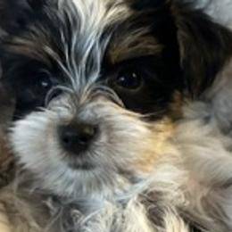 Yorkshire Terriers from Broken Road Acres Yorkies