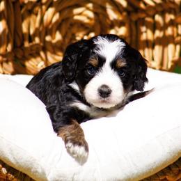 Moon - Tri-color female Bernedoodle puppy in Glendale, Arizona from Arizona Bernedoodles