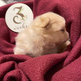Cream - Cream female Pomeranian puppy in Jamestown, California from Park Avenue Poms