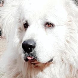 Great Pyrenees from Raven’s Haven Farm