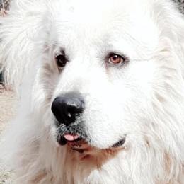 Great Pyrenees from Raven’s Haven Farm