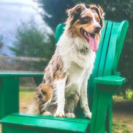 Australian Shepherds from K&A Farms