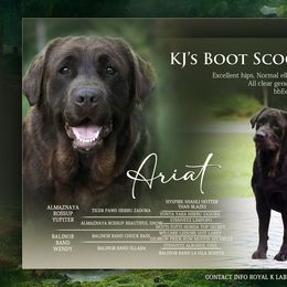 Ariat - Labrador Retriever