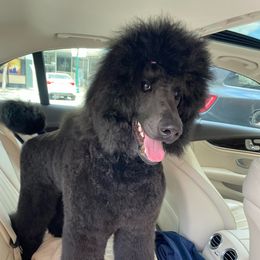 Poodle All Grown Up from Altalune Poodles