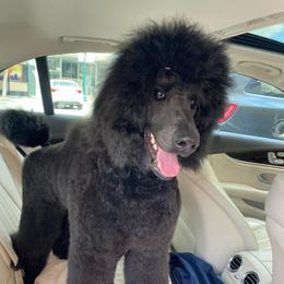 Poodle All Grown Up from Altalune Poodles