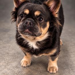 Henley - French Bulldog