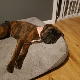 Boxer Puppies from Crescent City European Boxers
