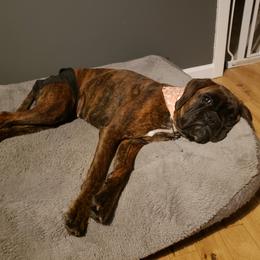 Boxer Puppies from Crescent City European Boxers