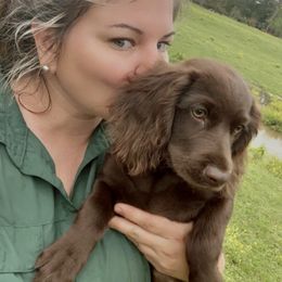 Basset Hound, Boykin Spaniel, Jagdterrier, and Labrador Retriever Puppies from PARK’s Family Farm