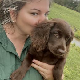 Basset Hound, Boykin Spaniel, Jagdterrier, and Labrador Retriever Puppies from PARK’s Family Farm