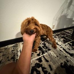 Ruth - Red female Australian Labradoodle puppy in Walnut Creek, California from Pawfect Doodles