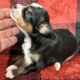 Sally - Black tri-color female Australian Shepherd puppy in Hico, Texas from Chisholm Trail Kennels