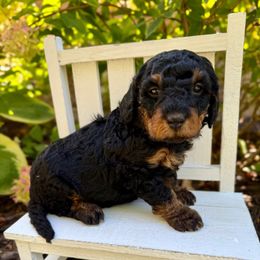 Lumina - Phantom female Bernedoodle puppy in Midland, Michigan from Northern Charm Farm