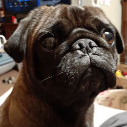 Kitsu - Pug