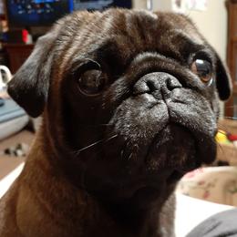 Kitsu - Pug