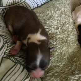 Hershy Kiss - Chocolate and white female Chihuahua puppy in Red Bluff, California from Aye Chihuahua