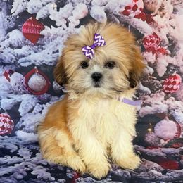 Lisa - Cream and white female Shih Tzu puppy in Chariton, Iowa from Mia Lucky Maltese