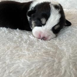 Nala - Black and tan female Pembroke Welsh Corgi puppy in Washington from KB Corgis