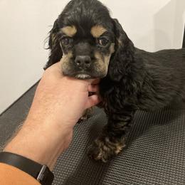 Cocker Spaniel Puppies from Palmtree Cockers