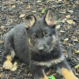 Blue - Black and tan female German Shepherd puppy in Liberty Hill, Texas from Liberty Shepherds