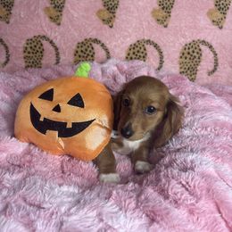 Pearl - Dapple female Dachshund puppy in Lake City, Florida from My Ditzy Doxies of Florida