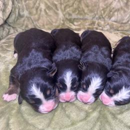 Female 1 - Black rust and white female Bernese Mountain Dog puppy in Merrill, Michigan from Happy Tails Family Farm