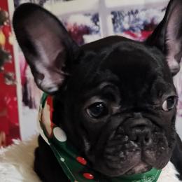 French Bulldogs from Lisa Lopez