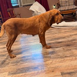 Dazy - Red female Bloodhound puppy in Conway, Missouri from Ozark Mountain Kennel