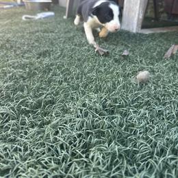 Girl 2 (430) - Black and white female Border Collie puppy in Temecula, California from Gibson's Border Collies