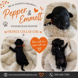 Orange Collar Girl- Black Phantom - Phantom female Poodle puppy in Charlo, Montana from Heavenly Hilltop Farm