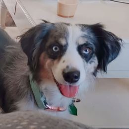 Rhea - Miniature Australian Shepherd