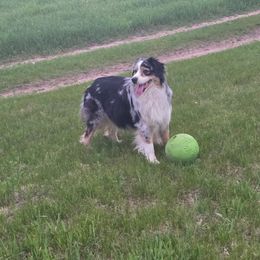 Jetta - Australian Shepherd