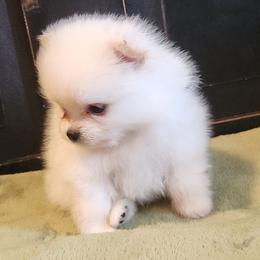 Jenga - Cream female Pomeranian puppy in Hillsdale, Michigan from Kathy's K9 Cuties