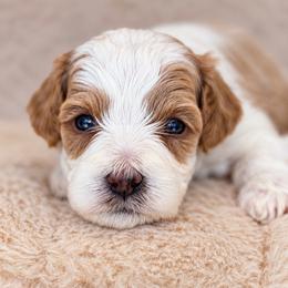 Max - Blenheim male Cavapoo puppy in Yuciapa, California from AlltheDoodlez_