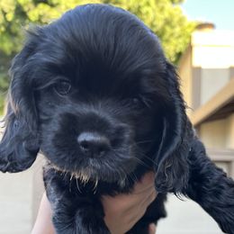 Boy 1 - Black male Cocker Spaniel puppy in Salinas, California from Ileana Madrigal