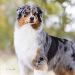 Australian Shepherds from Blossom Hill Aussies