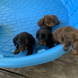 Dachshund Puppies from L & A Dachshunds