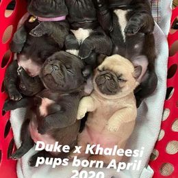 Pug Puppies from Rachael Kruse
