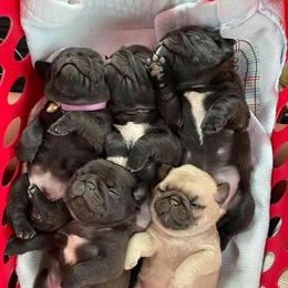 Pug Puppies from Rachael Kruse