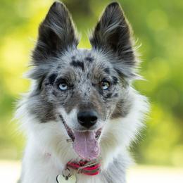 Nova - Border Collie