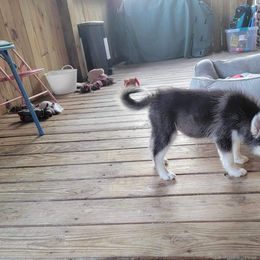 Pomeranians and Pomskies from Fann-Tastic Pomskies